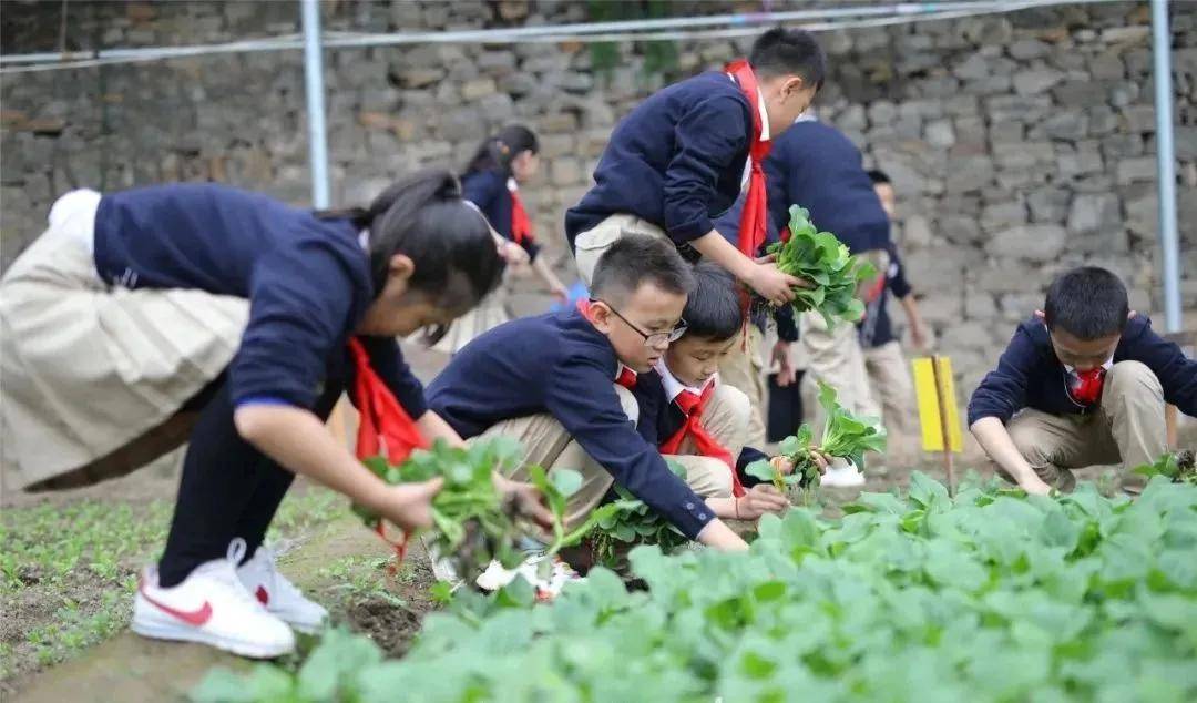 重磅教育部发文将组织召开全国中小学劳动教育现场推进会