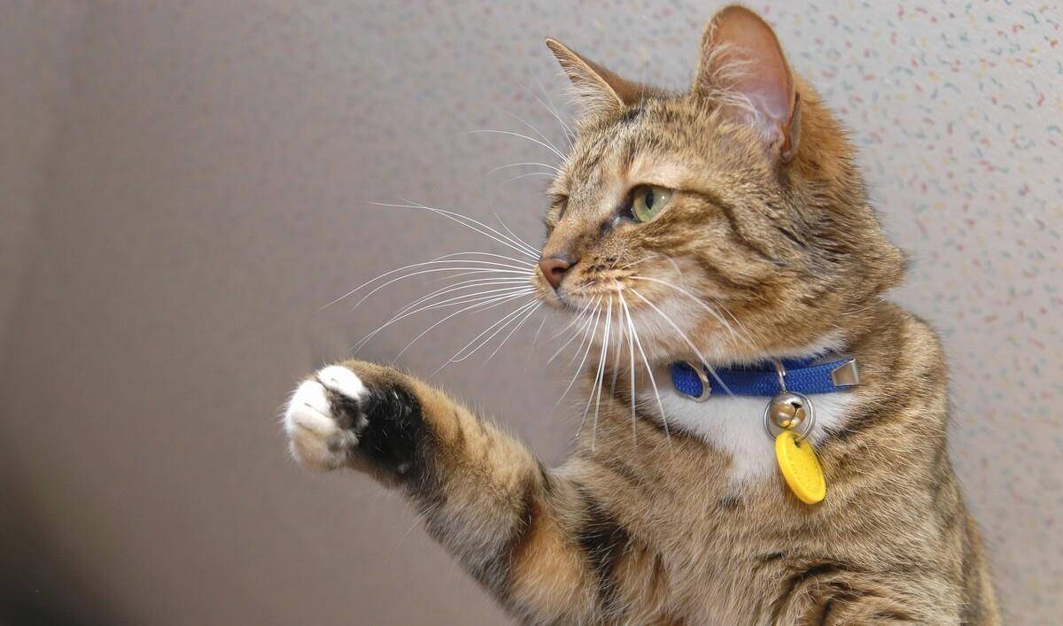 猫为了铲屎官,猫可以勇敢地与其他人作对_行为
