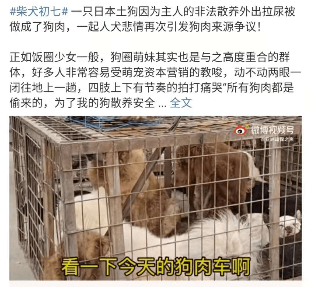 前段时间柴犬初七事件令人关注,狗贩趁主人遛狗的时候将狗狗偷走,狗