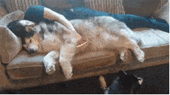 原来,女狗在沙发上睡觉,一起睡的还有它家的男主人,男主人把女狗当