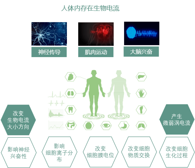 好安森磁场为何尤为适合2型糖尿病磁场的生物学效应