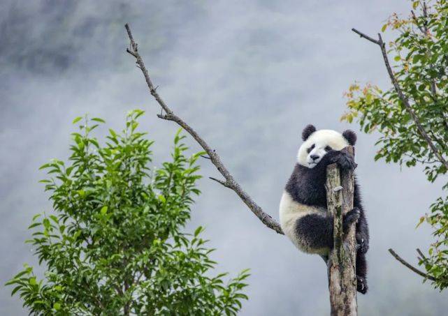 大熊猫原来是"树栖动物"!