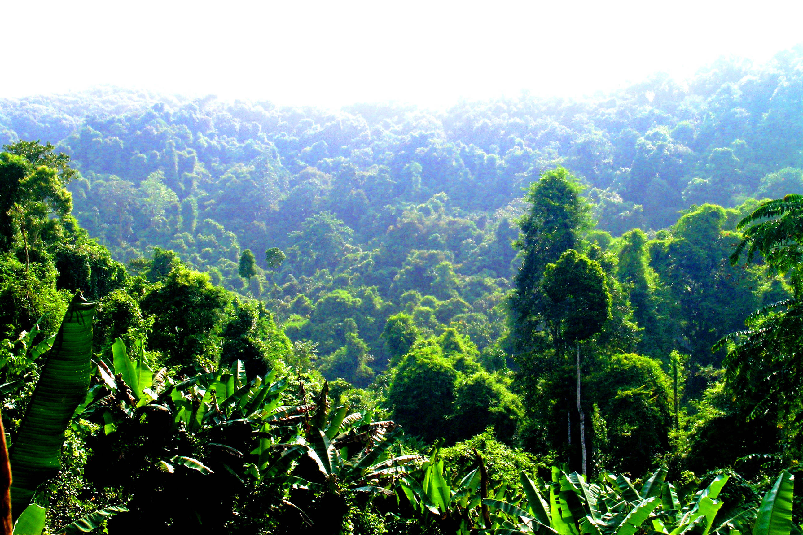 热带雨林的代表植物除了望天树还有它们