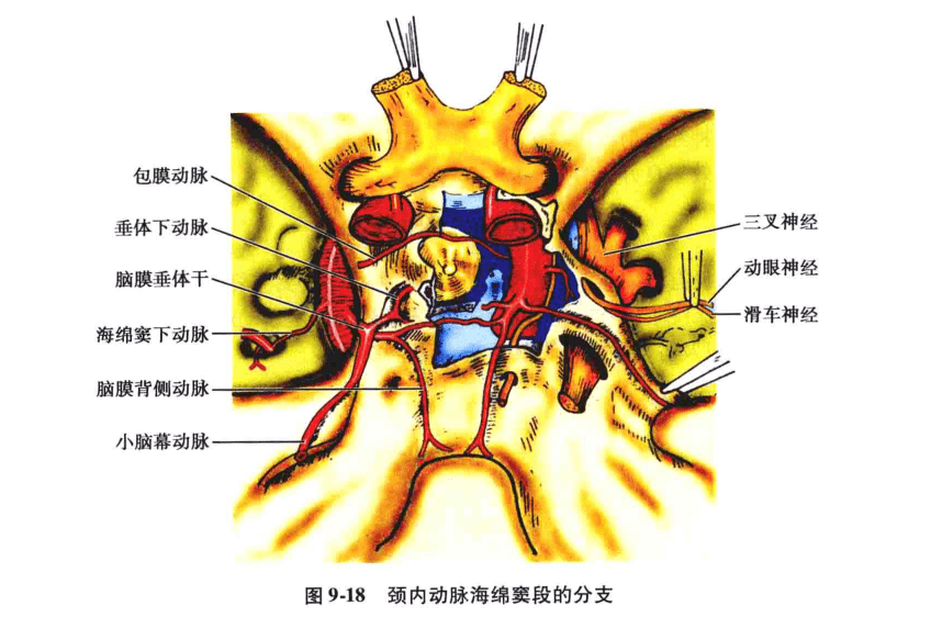 (1)幕支:从脑膜垂体动脉发出后,向后外走行,在海绵窦内分支至动眼及