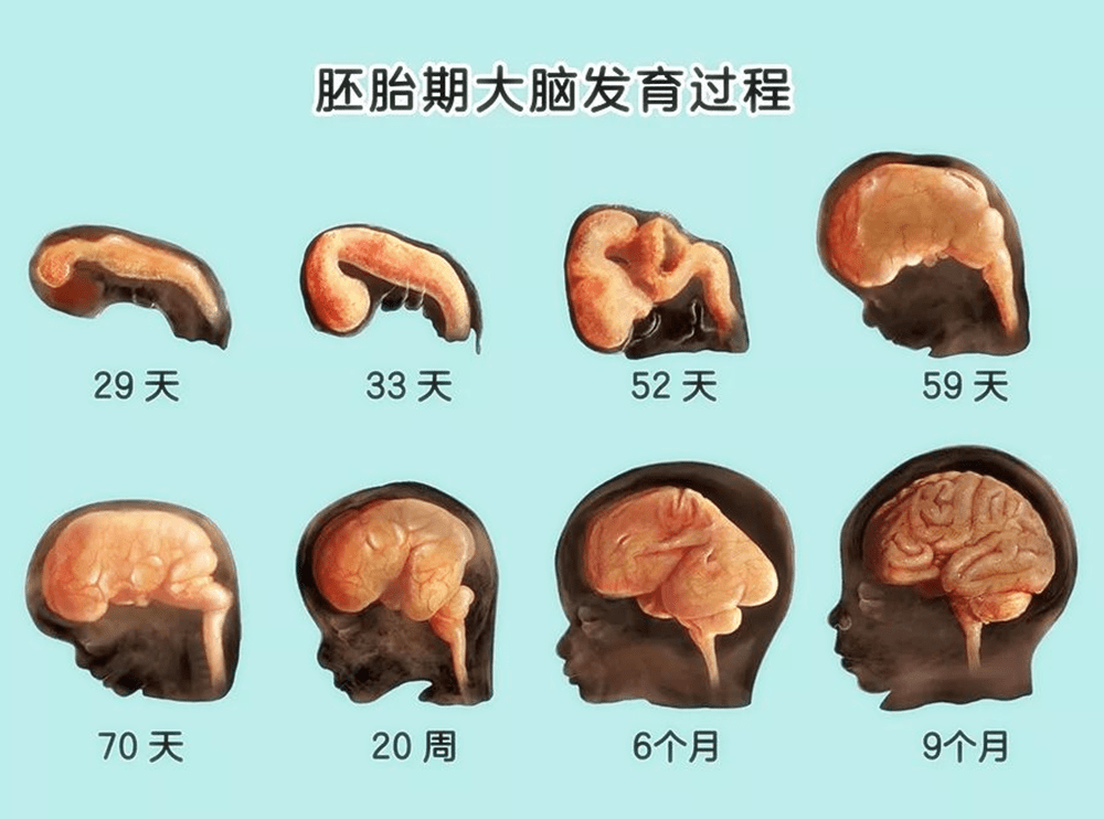 十月怀胎,三个时间点是胎儿智商发育黄金期,几招让孩子聪明健康