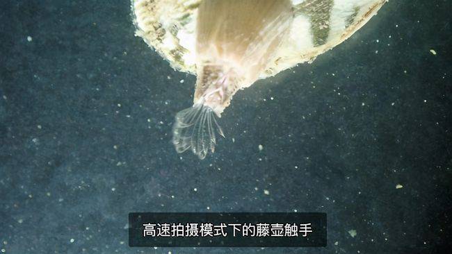 藤壶究竟有多双标?鲸鱼隐私部位都被寄生,却不敢在鲨鱼身上撒野