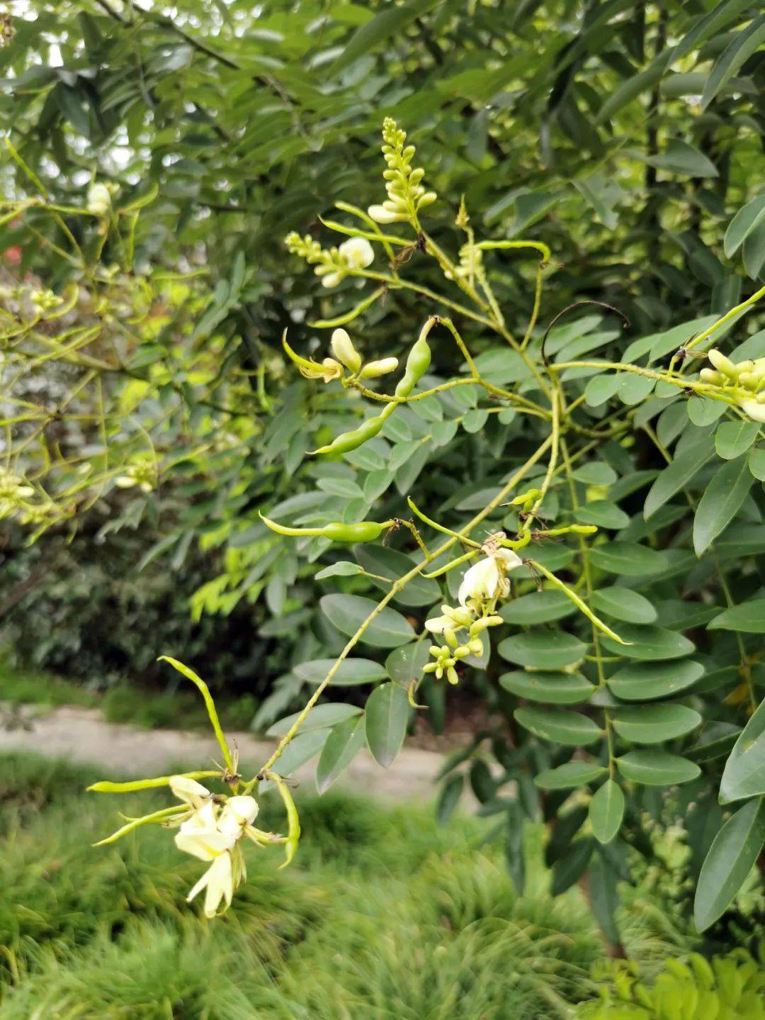 夏秋之交,上海植物园槐花飘香