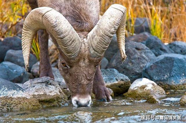 阿尔泰山发现大型野生动物,头顶1.5米巨角,零下40℃还去找吃的