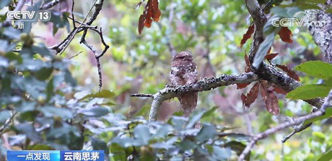 原创是树还是鸟伪装大师黑顶蟆口鸱现身云南几乎与树融为一体