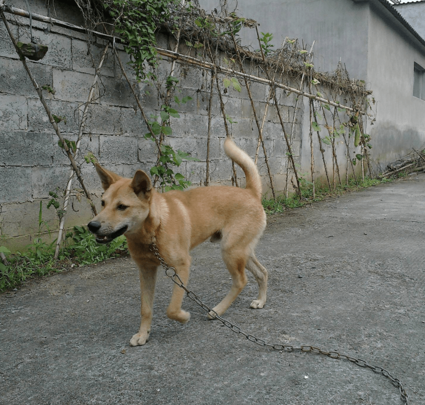 城市养狗的越来越多,农村养狗的却越来越少,这是为什么呢?