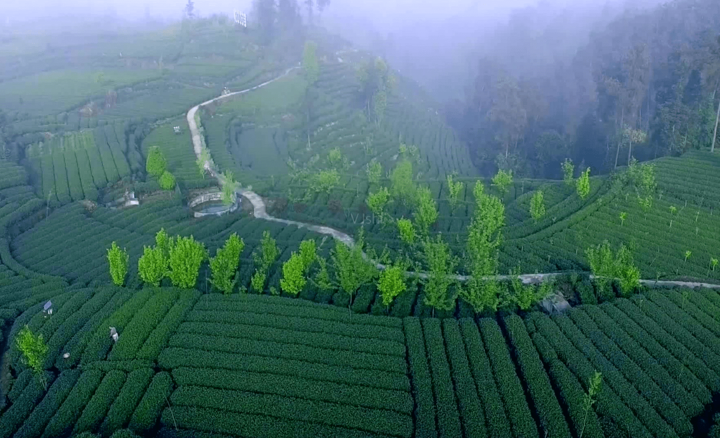 这里的民宿基本上都是坐落在雅安名山区茶山之上,在万亩茶园茶谷之间