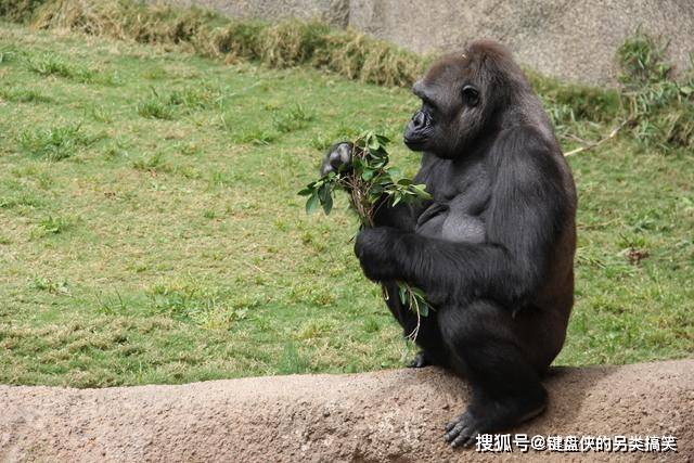 大猩猩为什么要在吃饭时"唱歌"?