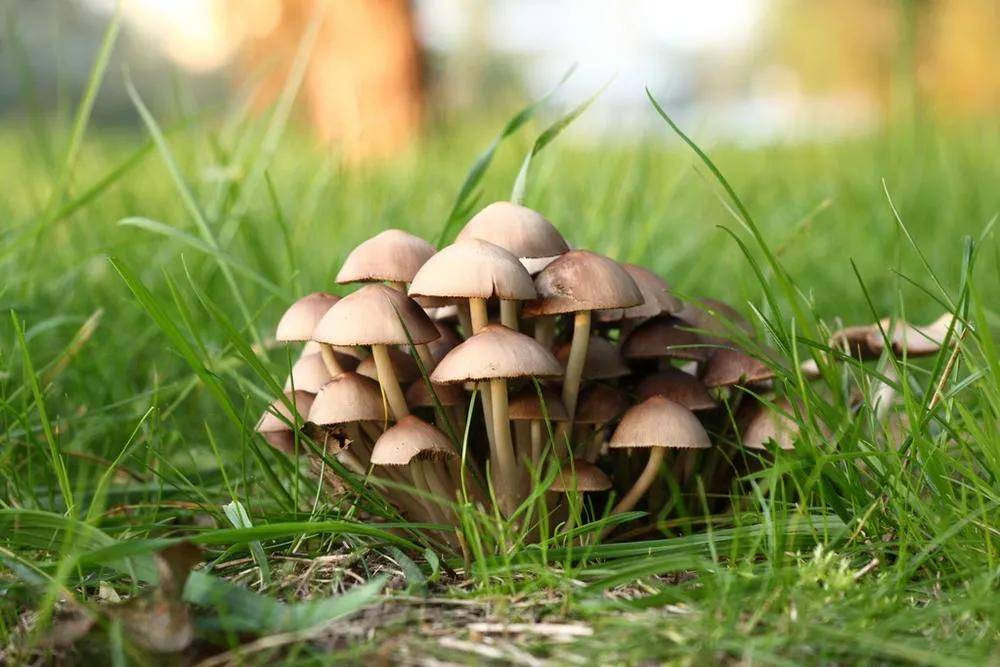目前国内已知的毒蘑菇种类已经高达400多种,每年蘑菇生长季节,4-10