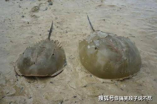 原创史上唯一血液是蓝色的动物,活4亿年,能救人类却不能被人类所救