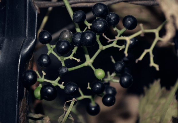 田边的黑色野果,儿时当零食吃,却有发芽土豆的毒性,还能吃吗?