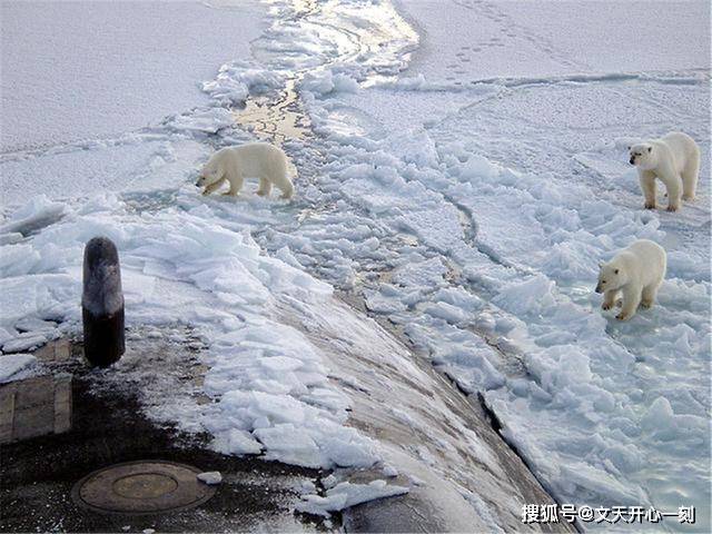 据英国《镜报》报道,由于全球变暖海水不结冰,北极熊无法在海上捕食