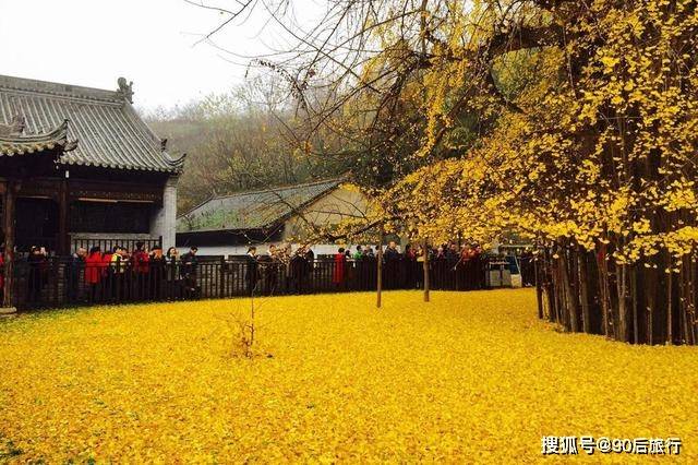 原创陕西一古寺走红网络,有棵千年银杏树,还是李世民亲手种植的