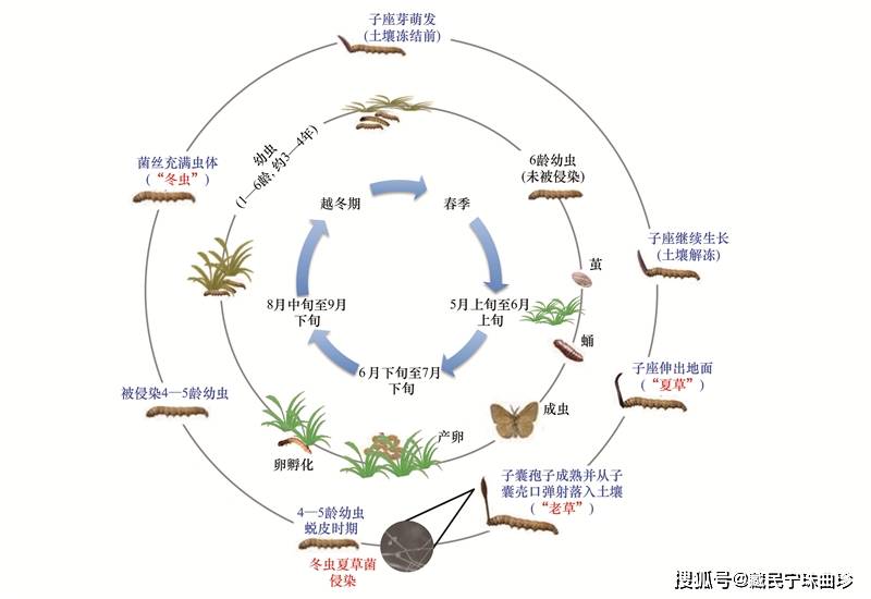 冬虫夏草是如何形成的冬虫夏草菌与蝙蝠蛾幼虫浪漫的一生