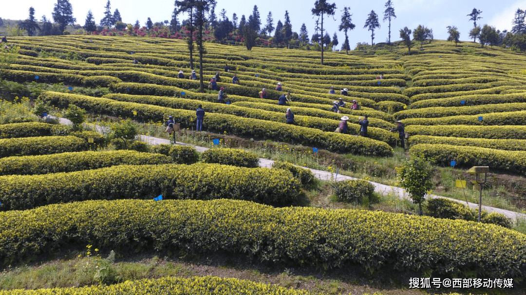 盐津龙茶村:千头牛养殖示范村 万亩茶种植示范园