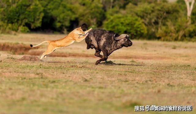 等猛兽,而是非洲野水牛,很多人会有疑问,野牛不是狮群的捕食对象吗?