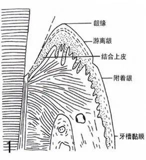 提升术后舒适度减少并发症汕头口腔医疗中心开展种植牙附着龈移植手术