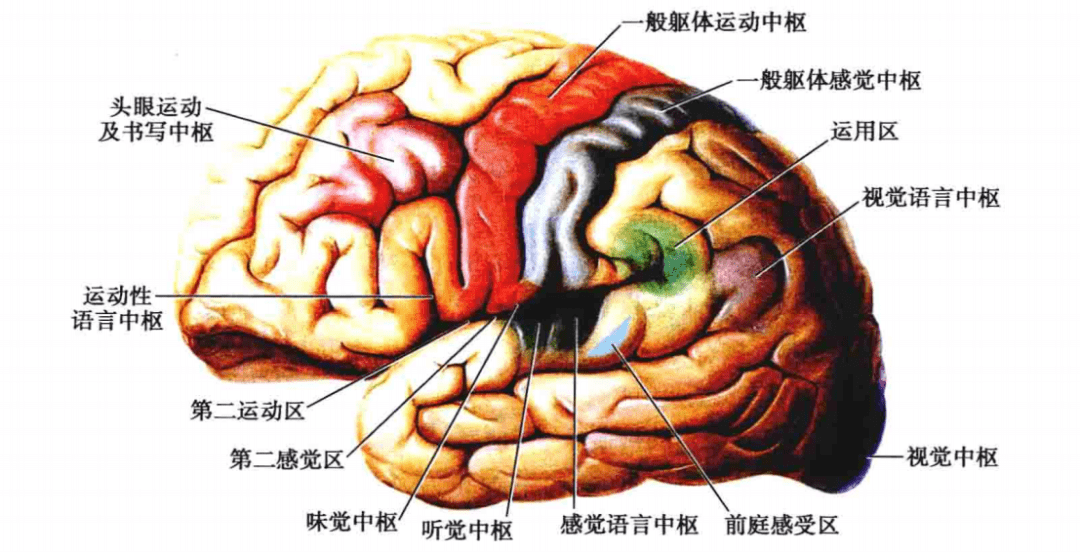 大脑半球解剖分区对照图