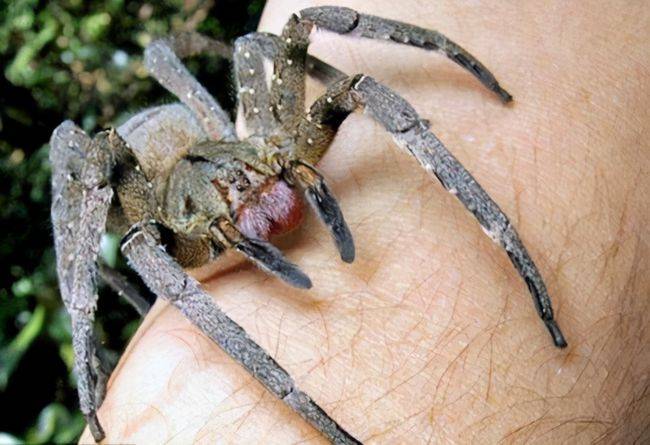 世界上最毒的蜘蛛,男性被咬后,或引起持续数小时的"生理反应"