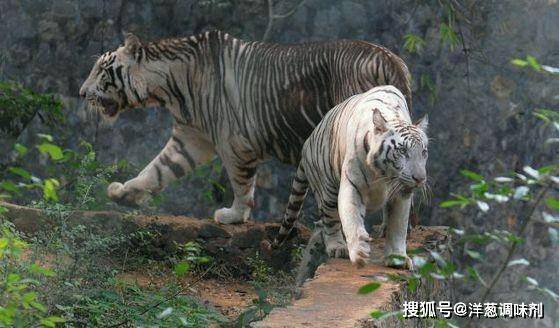 印保护区发现一只罕见黑虎,谁知道历史上我国也发现过