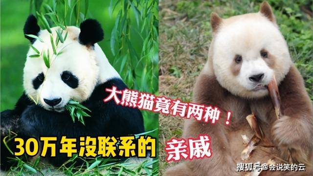 原创大熊猫竟有两种还是30万年没联系的亲戚科普易混的亲戚动物