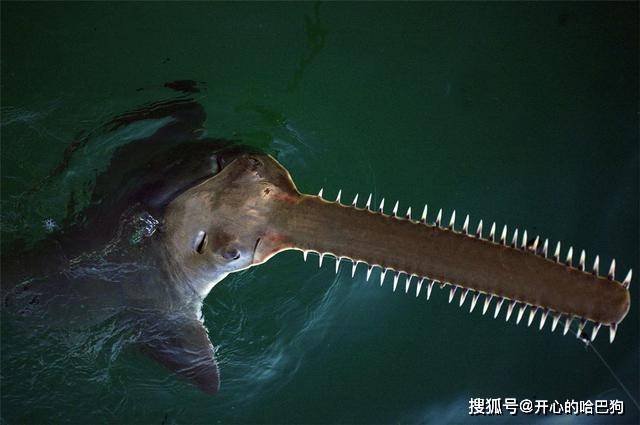 锯鳐会将人切成两半吗?如刀般锋利的"鲨鱼剑,一把售价几十万