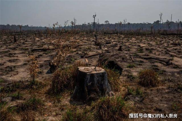 原创中国努力让沙漠变森林,巴西雨林砍伐增加67,罕见高温是报应?