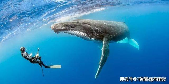 原创体长18米座头鲸活吞潜水员:30秒后觉得不是它的菜将其吐出