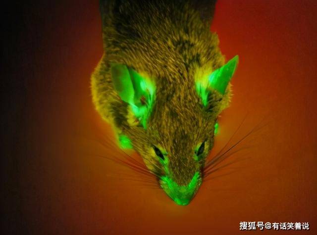荧光鼠也是一样的,人们通过基因技术,将绿色荧光蛋白基因导入到老鼠的