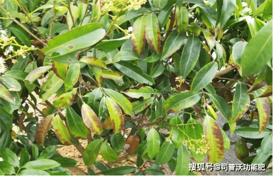 荔枝得了炭蛆病,别急司普沃为您解决