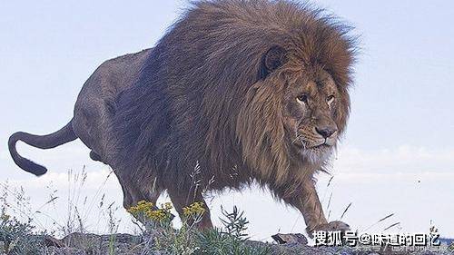 世界八大雄狮实力排行榜:开普狮排第四,第一位实力与东北虎持平