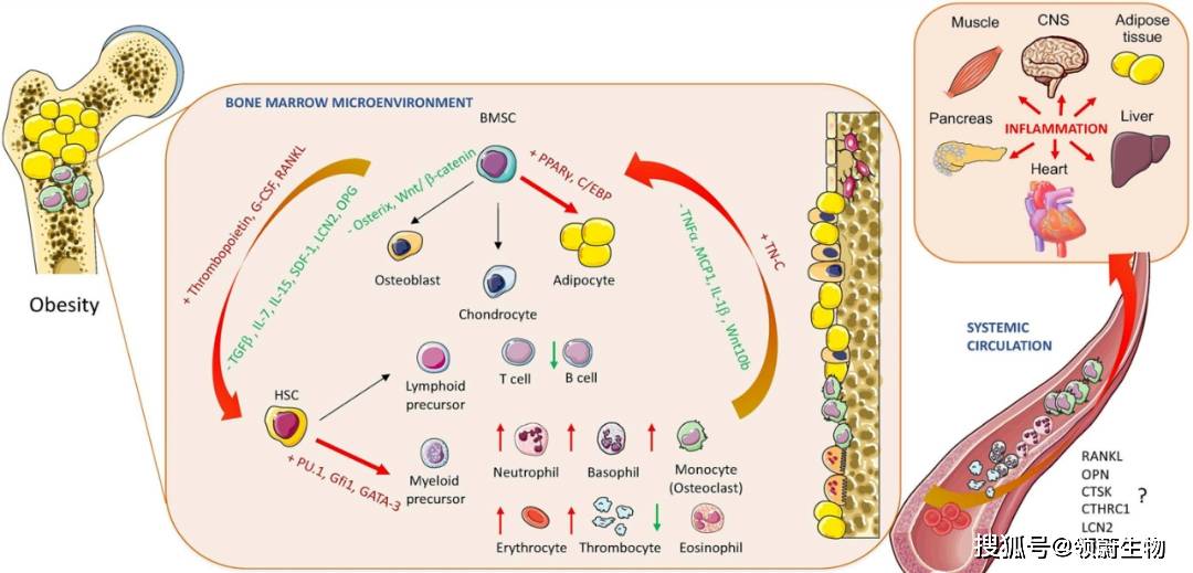 小心了,肥胖通过骨髓间充质干细胞影响到骨骼健康