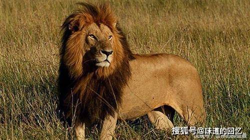 三,肯尼亚狮巴巴里狮如今已经灭绝了,或许能够在一些马戏团中看到不纯