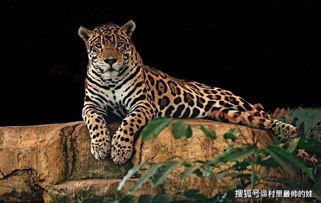 原创花豹猎豹美洲豹金钱豹哪个才是真正的豹子遇到豹子该怎么办