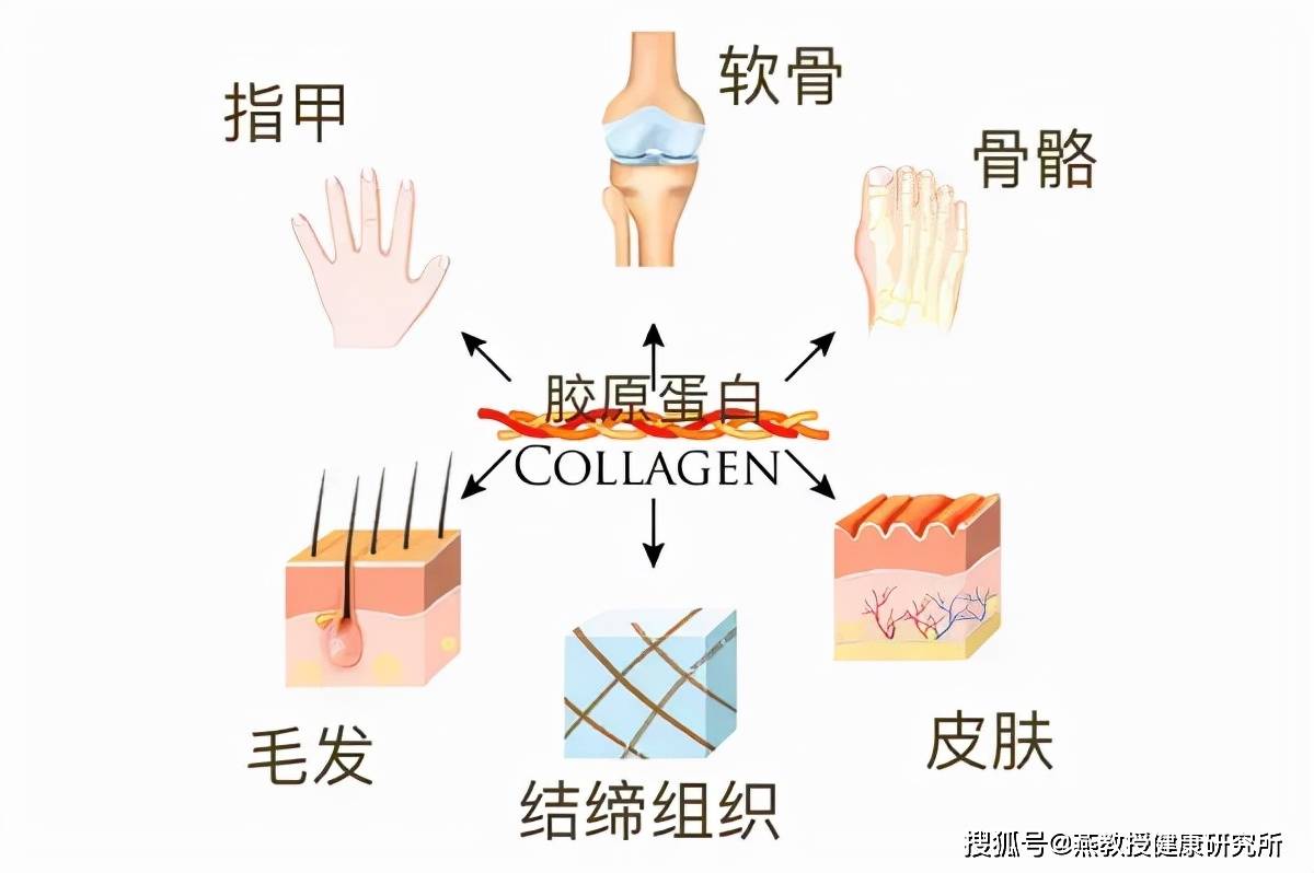 其中皮肤中 70%是由胶原蛋白组成,而骨骼的有机质成分中 90%由胶原