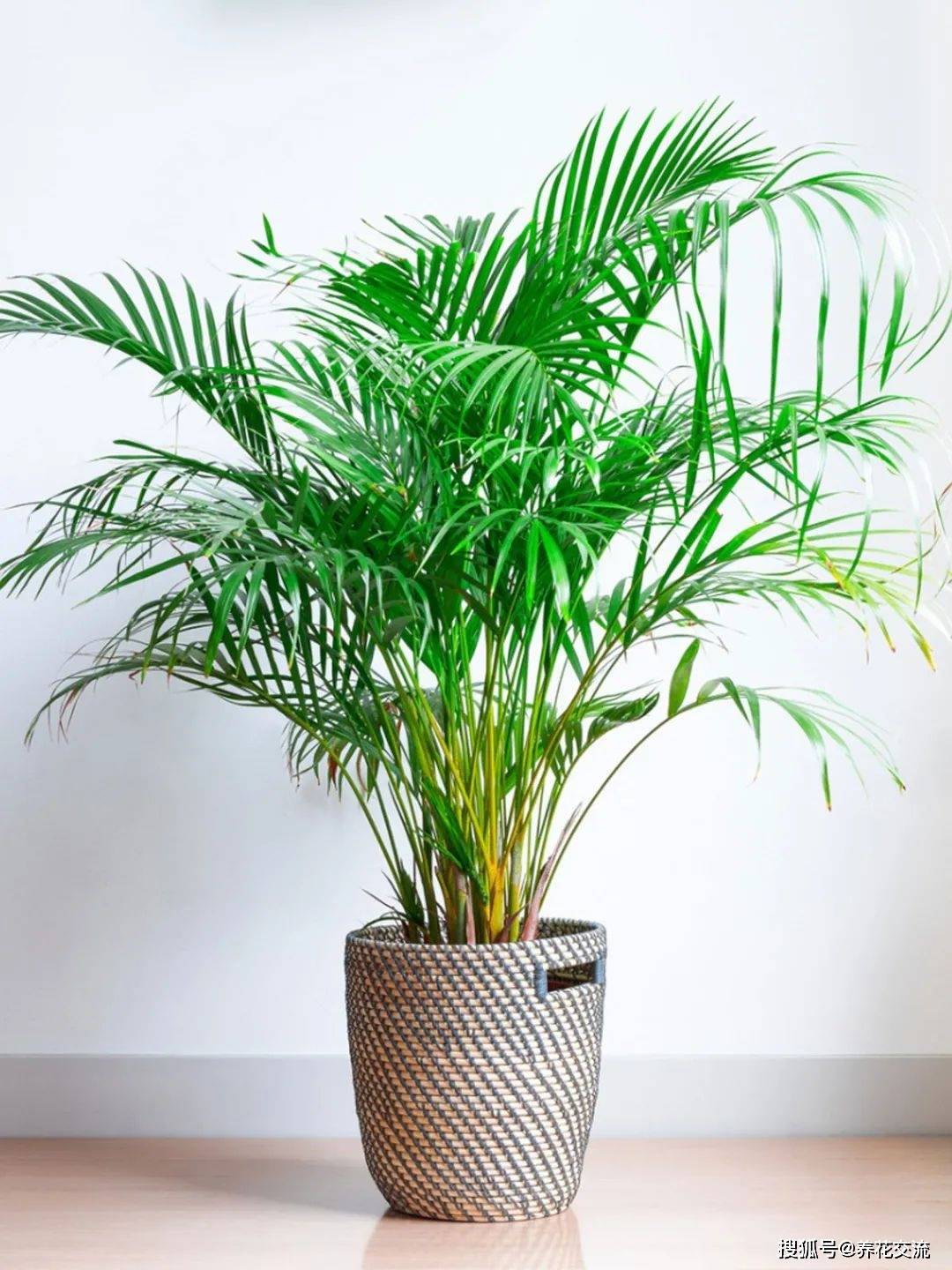 2.散尾葵(areca palm)