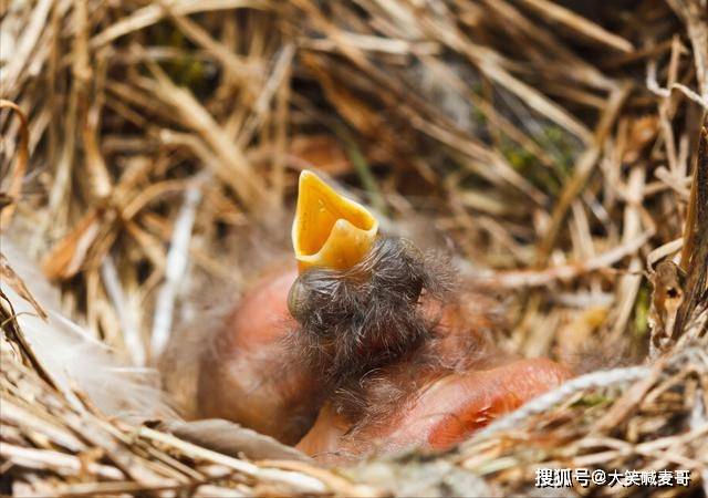 吴永桃在放牛的路上偶然捡到一筐鸟窝,里面有三只刚出生不久的小鸟,本