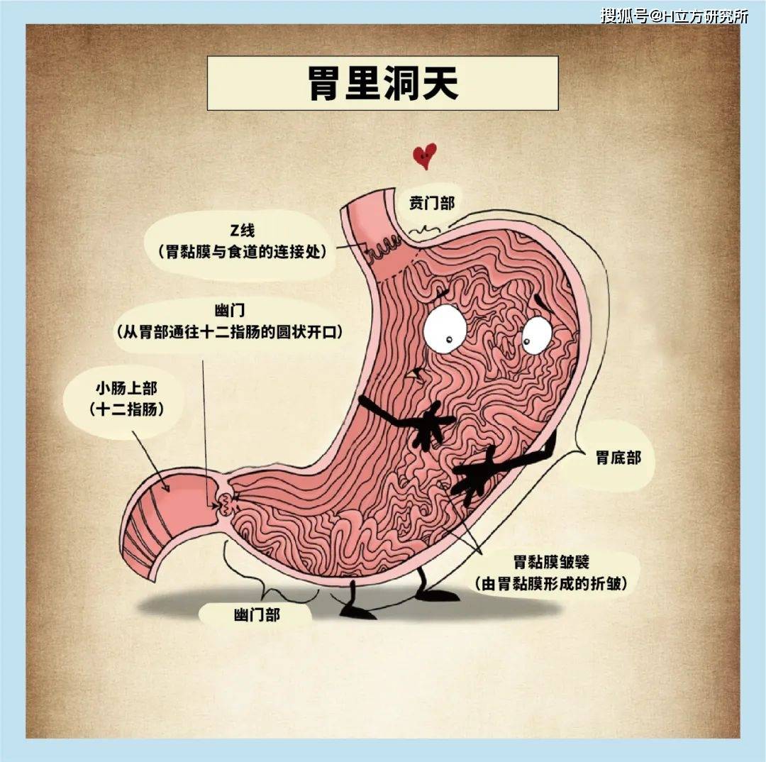 胃的里面是这样子的