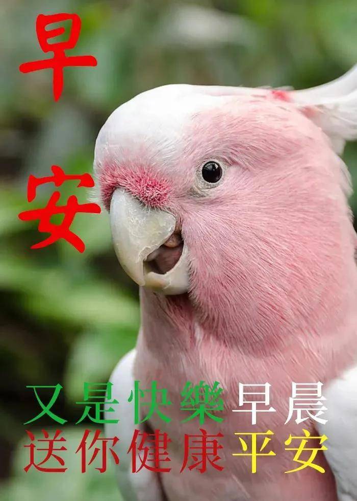 原创8张创意唯美早安早上好祝福语图片大全免打字秋日清晨早安问候语