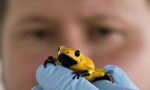 箭毒蛙成毒性最强物种之一,却成人类家中宠儿,它们被驯服了吗?