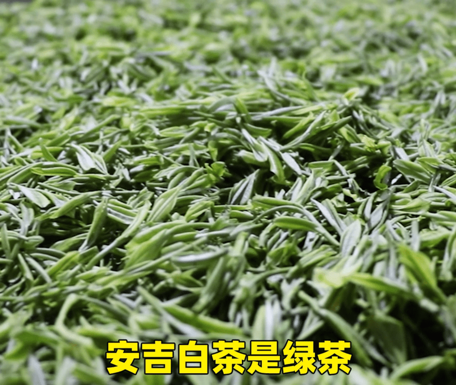 安吉白茶的特点