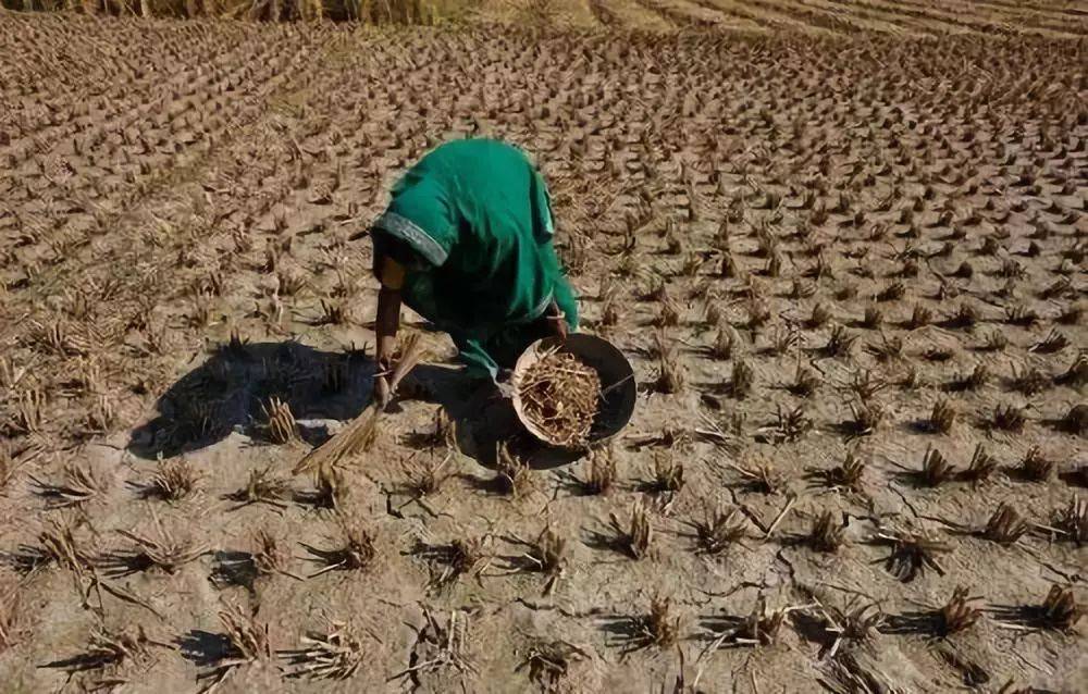 田坤道人工淀粉中国科研的一小步解决粮食危机的一大步