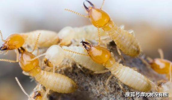 白蚁把粪便堆积在洞穴中用来呼吸,它们不是脏,反而十分聪明