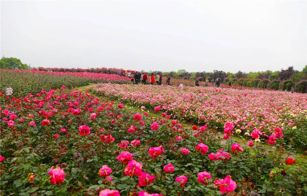 玫瑰岛:赏花,田园垂钓(10月1日—10月6日●桂花仙子广场:田园烧烤