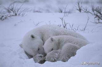 原创动物为什么会冬眠?如果揭开冬眠机制,对人类将有重大价值
