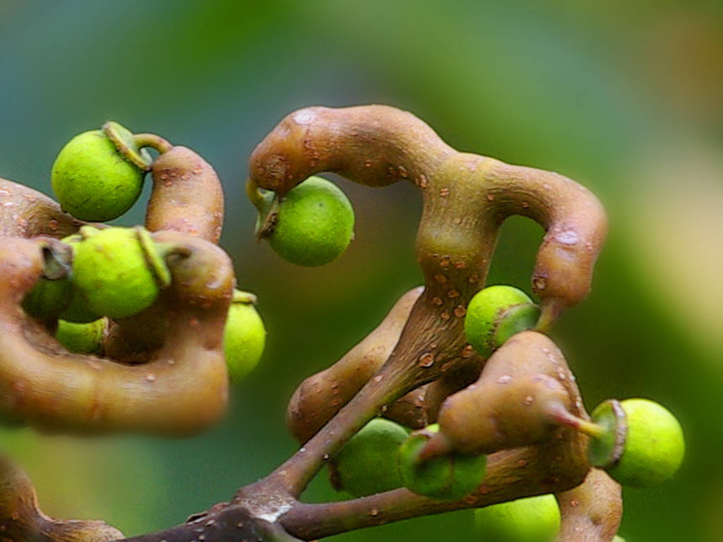 拐枣树(拐枣树苗适合哪里种植)